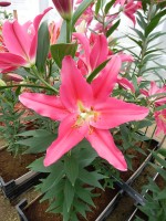 [5394 Viviana VZ No01.JPG]